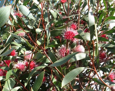 hakea laurina red flower close up