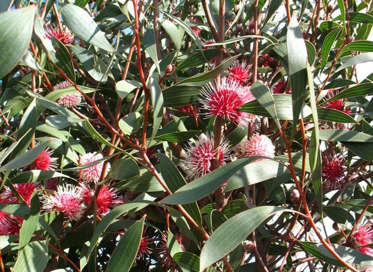 hakea laurina red flower close up