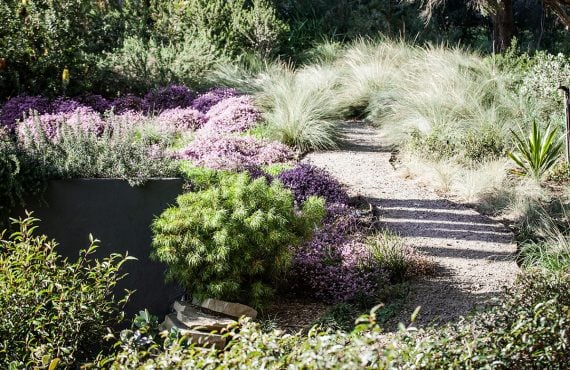 native flora small garden path