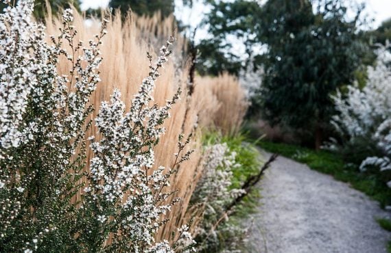 white native flowers down path
