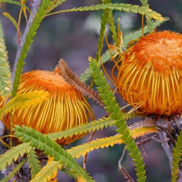 1 Dryandra Formosa