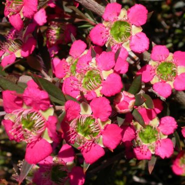 1 Leptospermum Rudolph