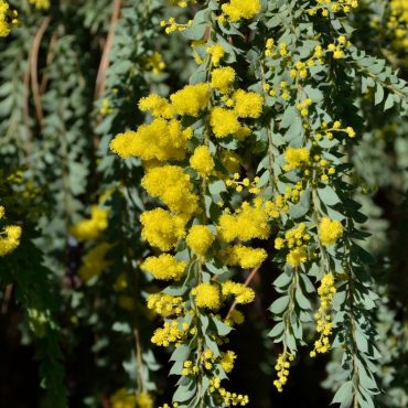 1 acacia vestita
