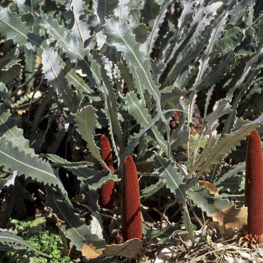 banksia petiolaris 1