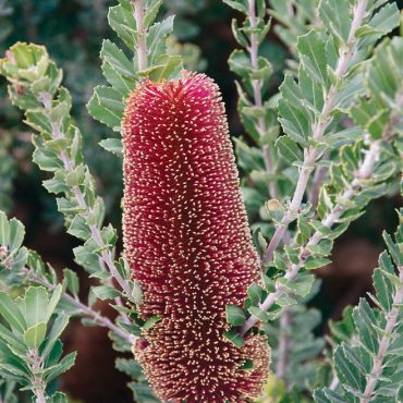 banksia praemorsa 2