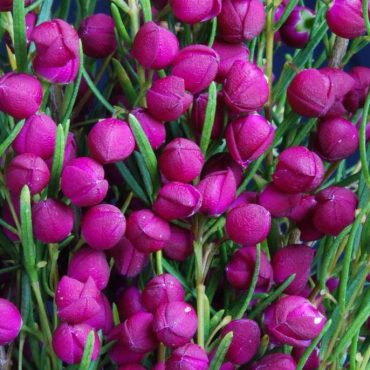 boronia plum bells 1