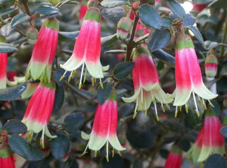 correa canberra bells native fuchsia 2