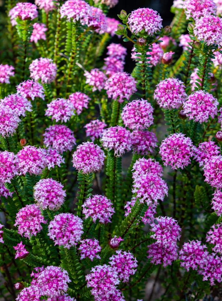 pimelea ferruginea pink rice flower 1