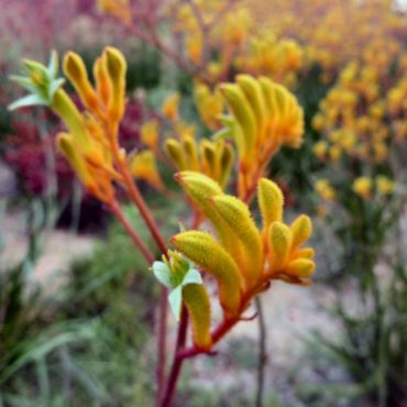 anigozanthos landscape gold 1