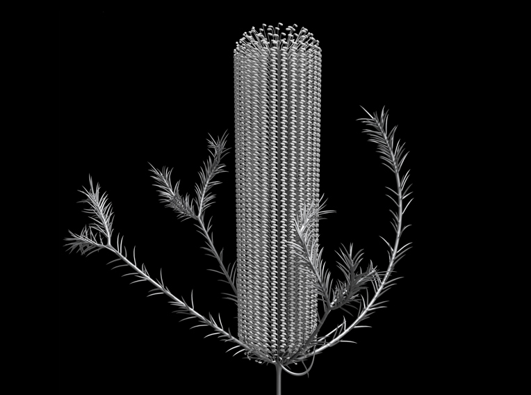 banksia module 01 extended