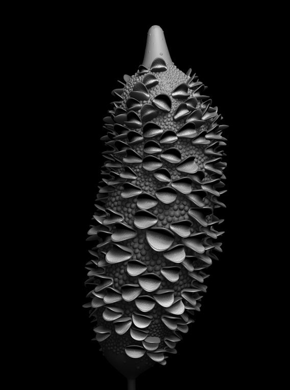 banksia module 06 original