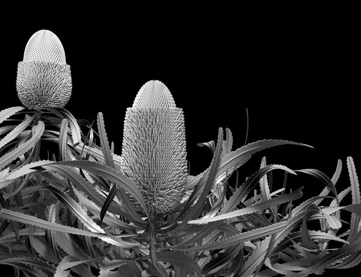 banksia pronotes 01 extended