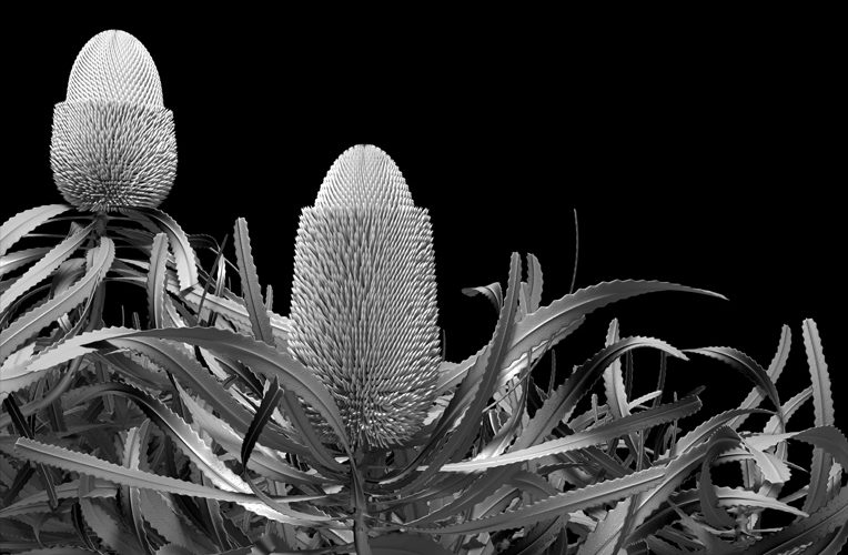 banksia pronotes 01 extended