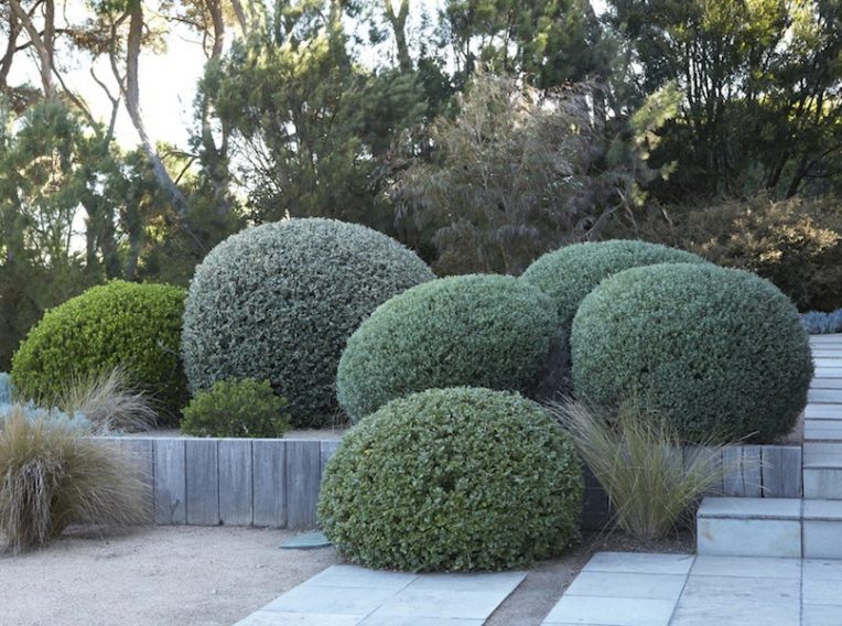 fiona brockhoff clipped native plants virginia cummins