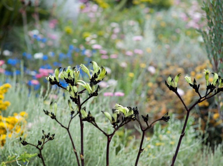 native flora including black kangaroo paw by bec oldmeadow