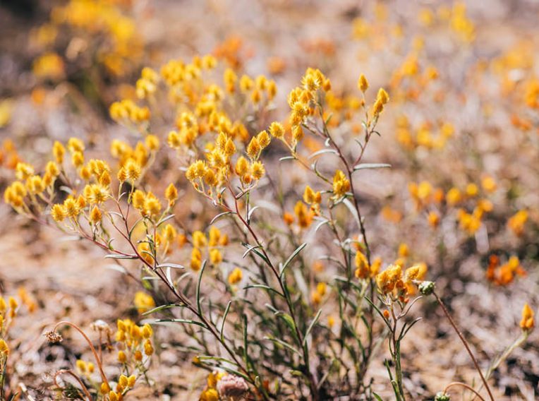 at 2017sep22 onlinestory wildflowers 1000x584px6
