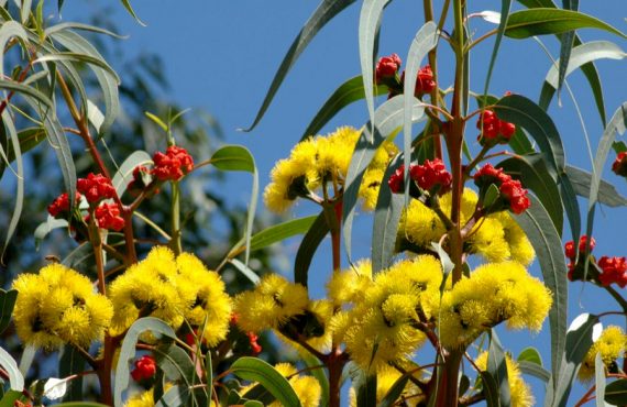 eucalyptus erythrocorys closeup d blumer