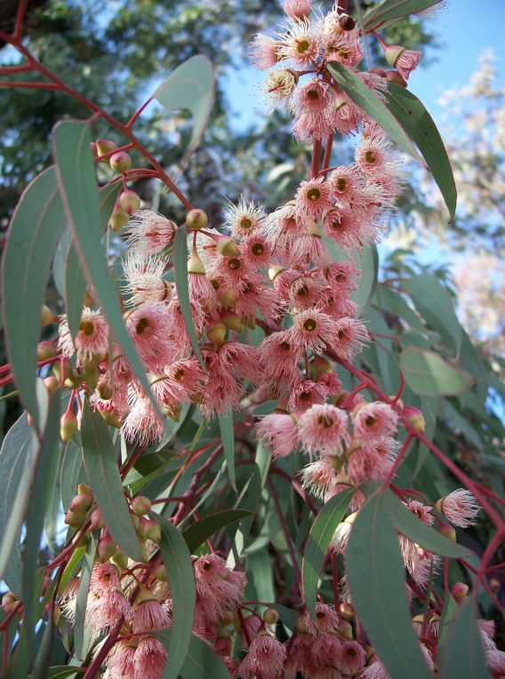 eucalyptus torquata 1