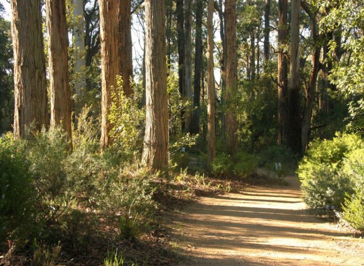 forest shadows resized 863p