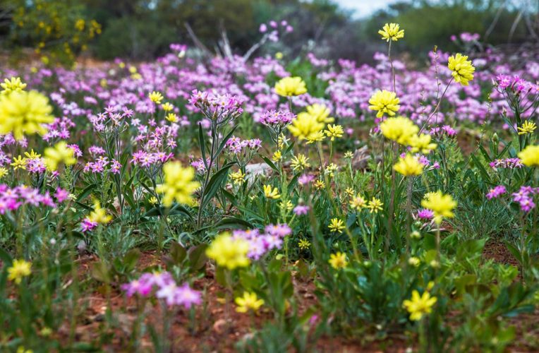 generic wildflowers