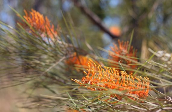 grevillea flower
