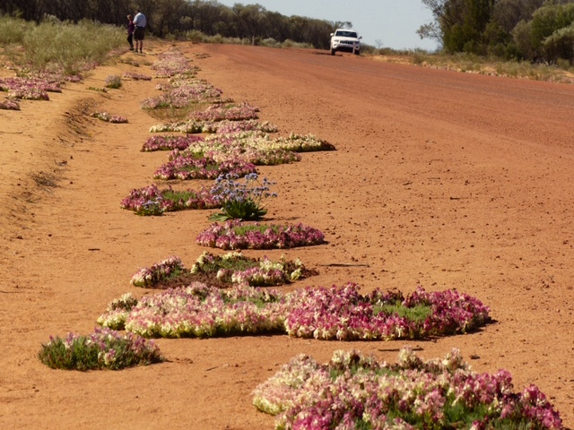 hundreds of was famous red wreath flowers line the road near mullewa
