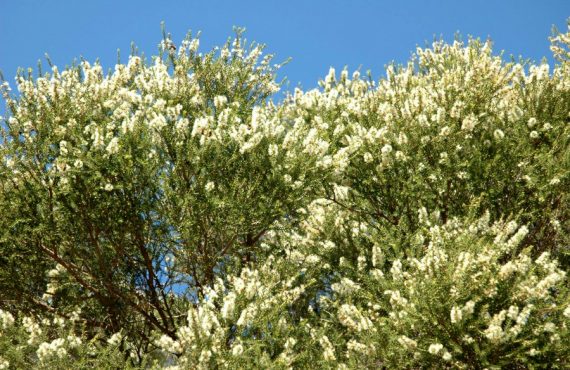 melaleuca lanceolata blossom