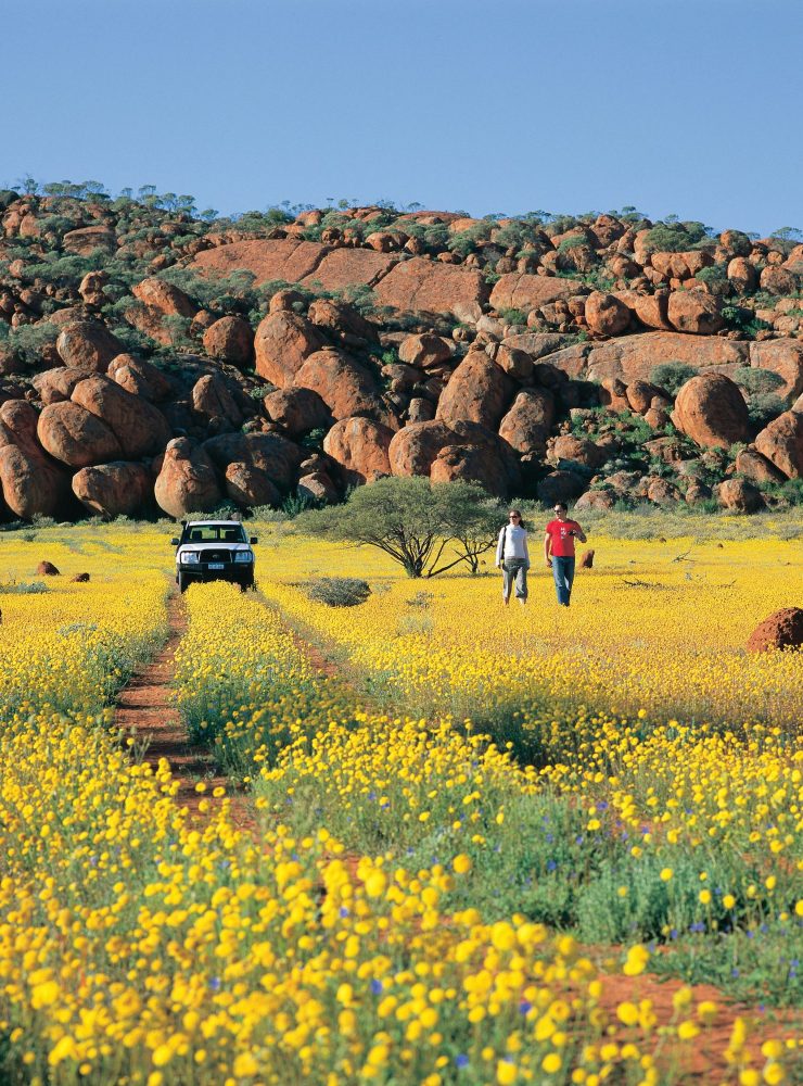 tourism australia western australia wildflowers photog robert garvey