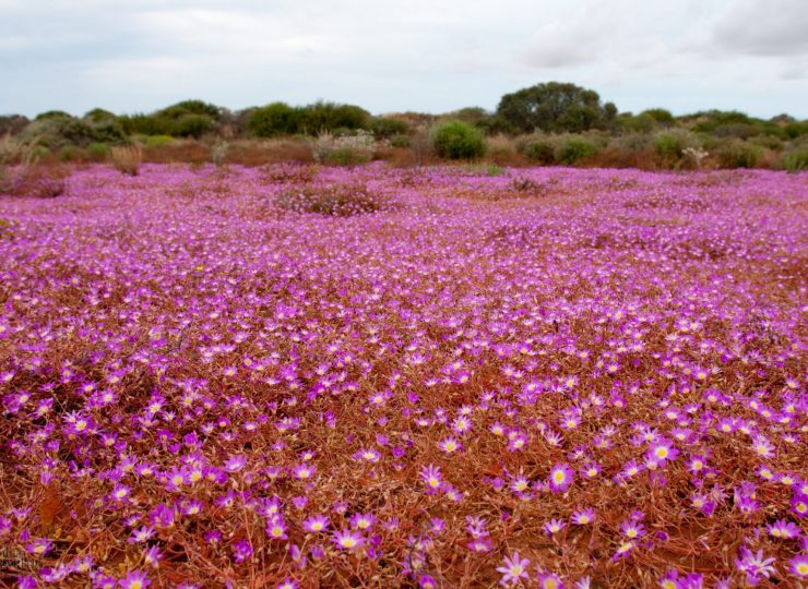 wa wildflowers