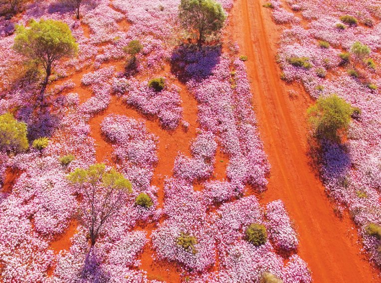 wildflower country morawa