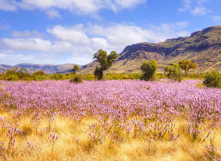wildflowers in outback western australia 1200x853