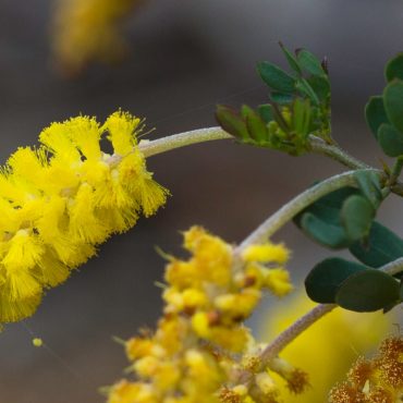 acacia drummondii ssp drummondii4