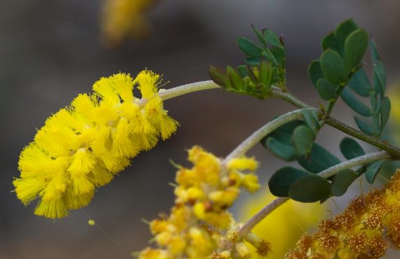 acacia drummondii ssp drummondii4
