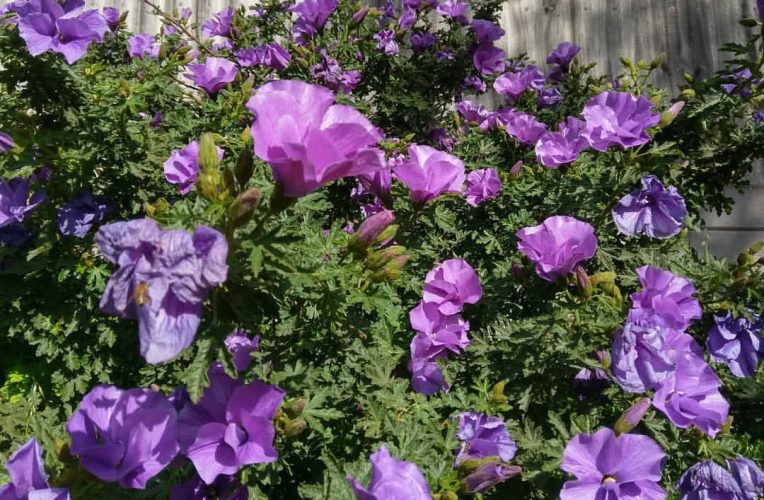alyogyne huegelii west coast gem native hibiscus1