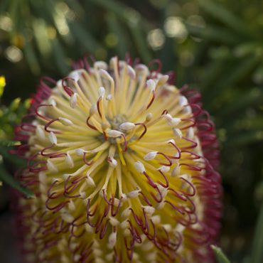 banksia spinulosa coastal cushion3