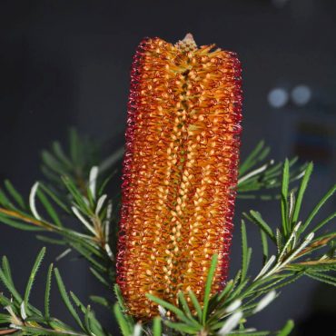 banksia spinulosa honey pots 3