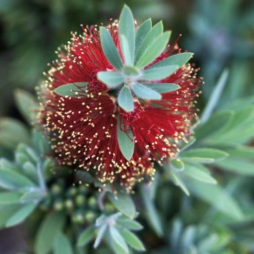 bottlebrush callistemon ‘little john’