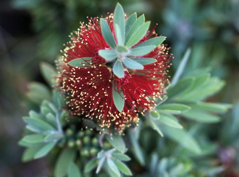 bottlebrush callistemon ‘little john’