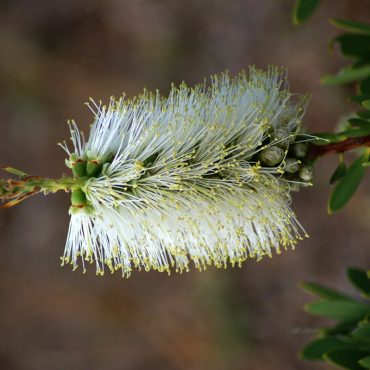 callistemon white anzac 1