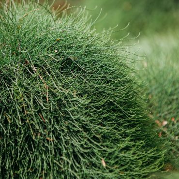 casuarina cousin it 2