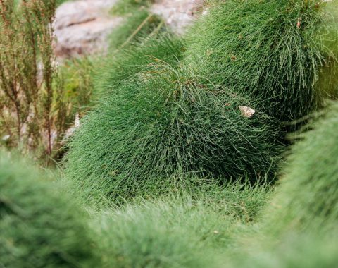 casuarina cousin it 3