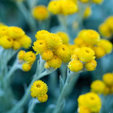 chrysoephalum apiculatum silver gold 2