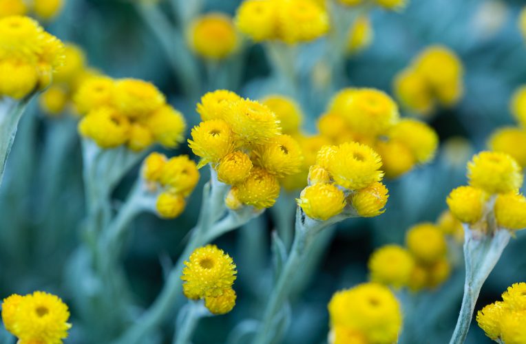 chrysoephalum apiculatum silver gold 2