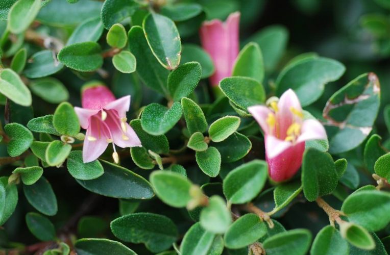 correa dusky bells 3