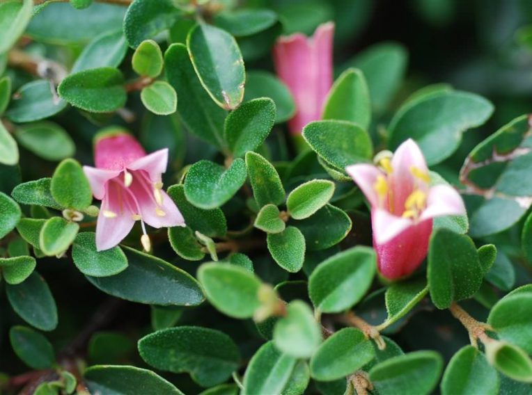 correa dusky bells 3