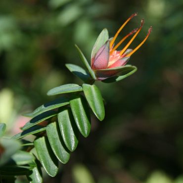 darwinia citriodora prostrate form 3