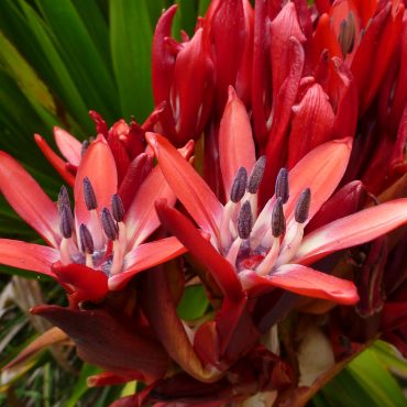 doryanthes palmeri 2
