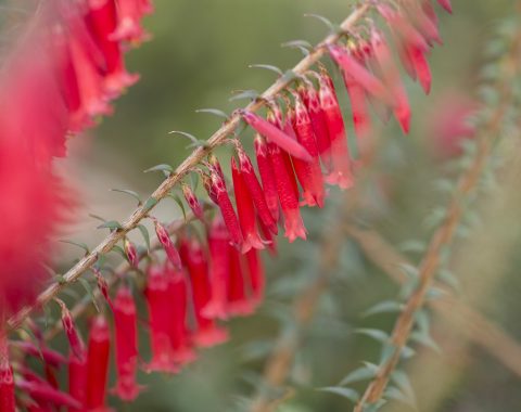 epacris impressa bega 1