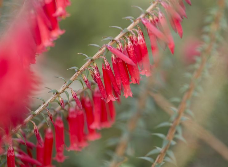 epacris impressa bega 1