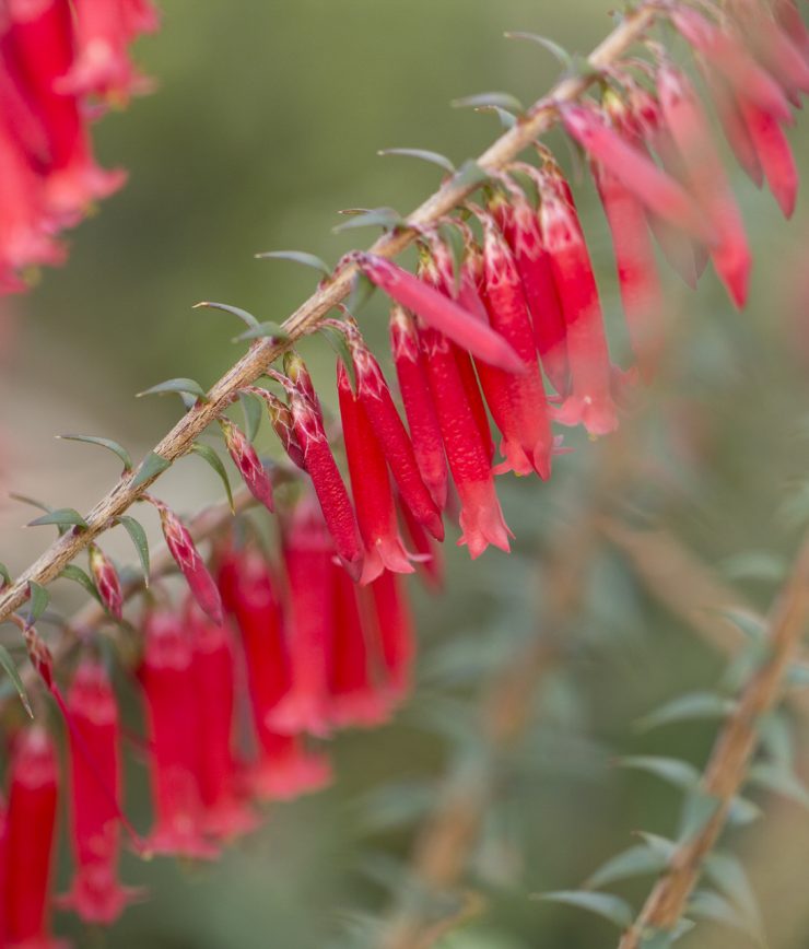 epacris impressa bega 1